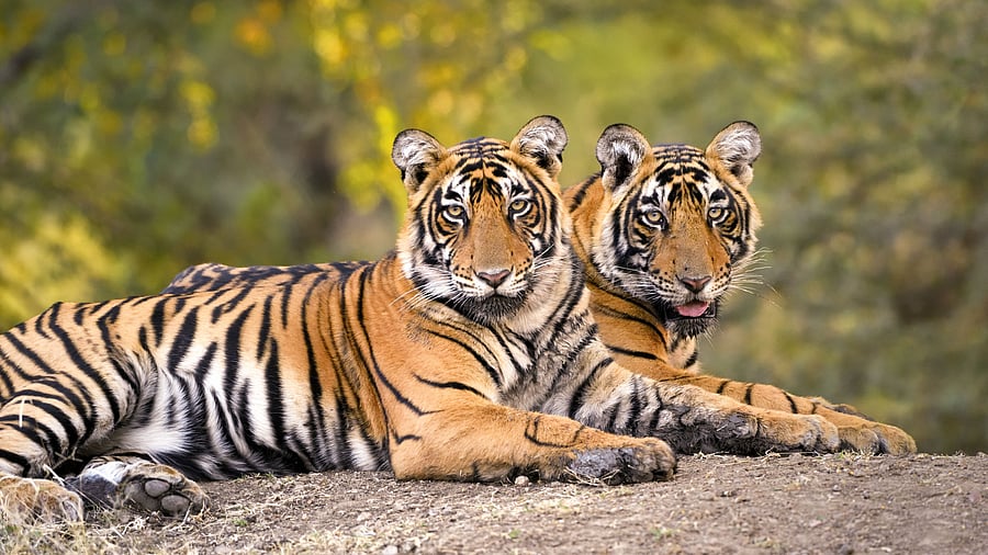 <div class="paragraphs"><p>The request from the four states includes a total of 16 tigers—four from each state, comprising three females and one male per state. </p></div>