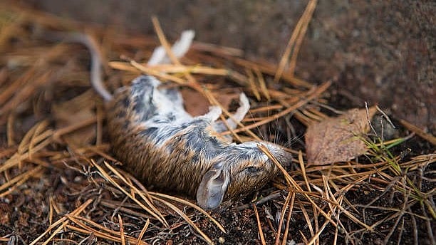 Rat poison is moving up through food chains, threatening carnivores ...