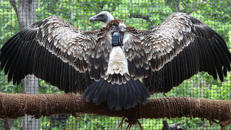 <div class="paragraphs"><p>Long billed vulture.</p><p></p></div>