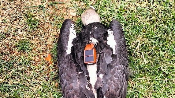 <div class="paragraphs"><p>The injured vulture found in Jharkhand's Hazaribag district with 'Dhaka' inscribed on a metallic ring fitted to one of its legs.</p></div>