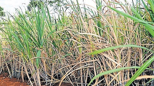 <div class="paragraphs"><p>Dried up sugarcane crop, owing to the pest of root grubs.  </p></div>