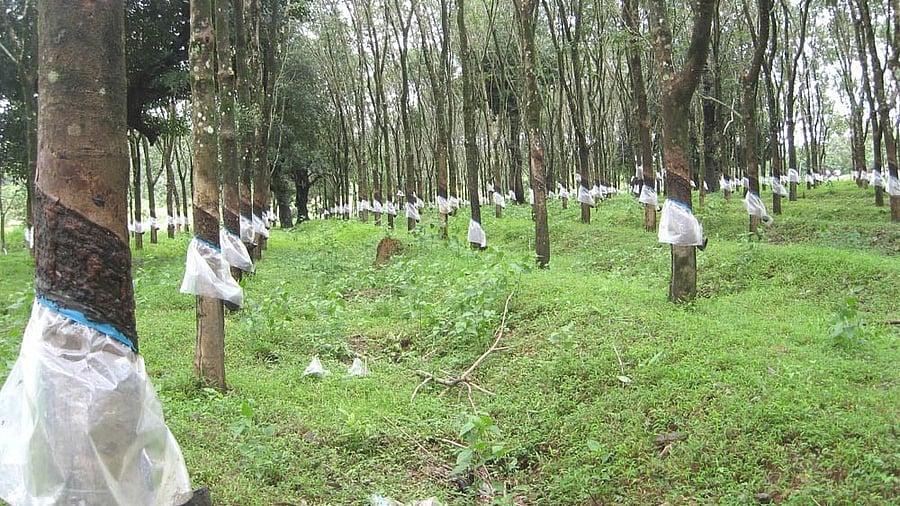 Growers use rain guards so protect the tapping area of the trees from fungal attack.
