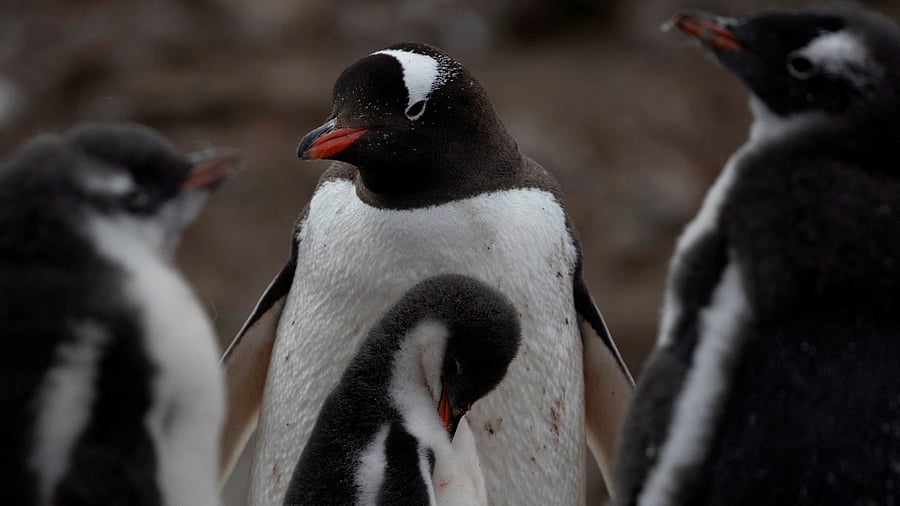 <div class="paragraphs"><p> A colony of penguins stand on Snow Island, Antarctica. </p></div>