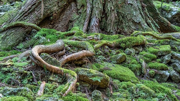 By the roots of the Deodar
