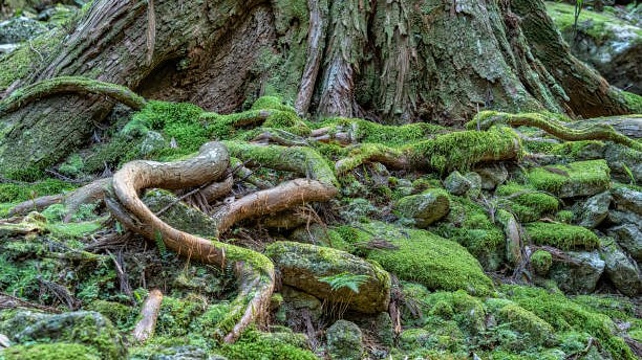 By the roots of the Deodar