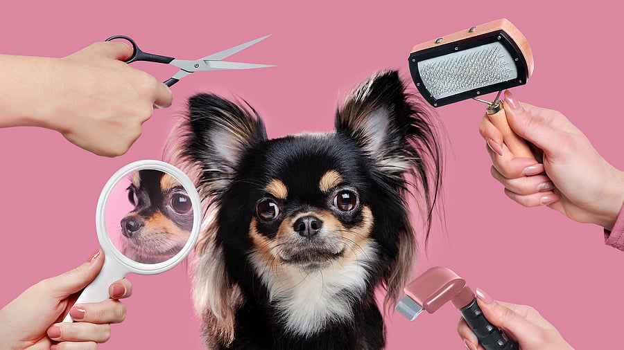 Chihuahua getting grooming procedures done.

