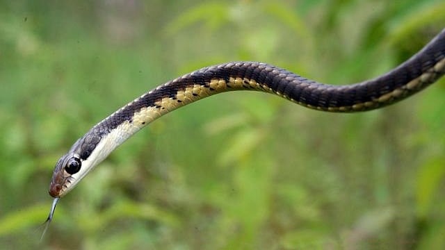 <div class="paragraphs"><p>Dendrelaphis tristis.</p></div>