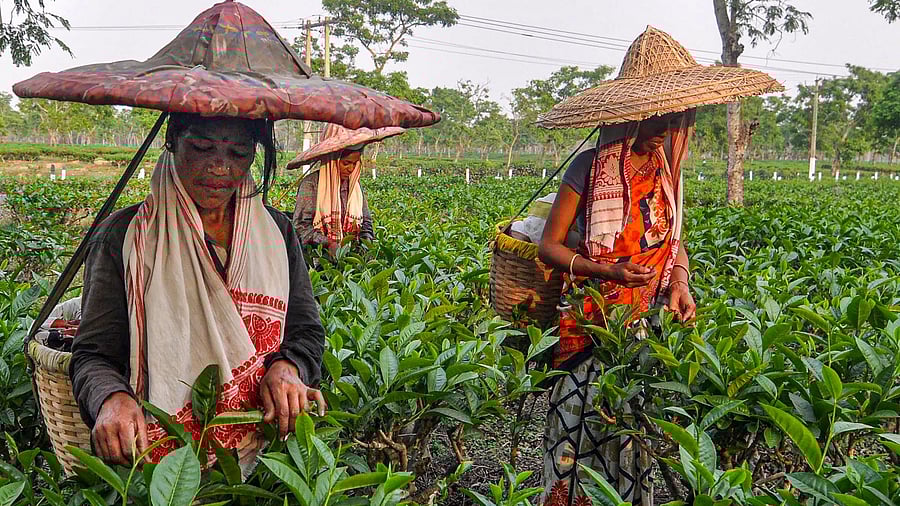 <div class="paragraphs"><p>Workers carrying baskets pluck tea leaves, at Amguri in Sivasagar district.</p></div>