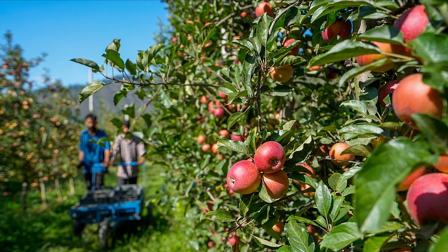 <div class="paragraphs"><p> Gala Mast apples during its harvesting at an orchard, at Handwara in Kupwara district of North Kashmir.</p></div>