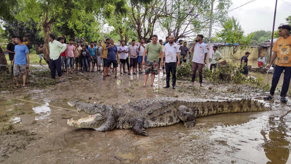 <div class="paragraphs"><p>A crocodile being rescued from a residential locality after flood water recede, in Vadodara, Gujarat.</p></div>