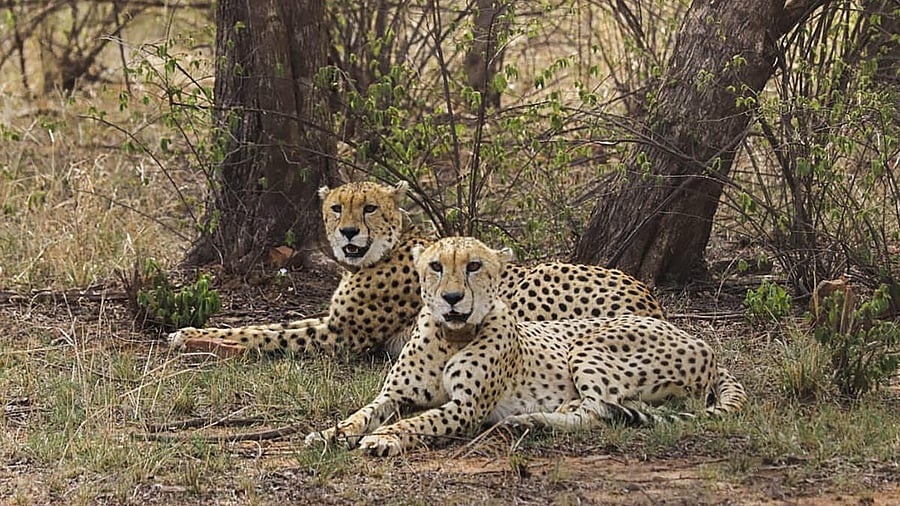 <div class="paragraphs"><p>File image of cheetahs at Kuno National Park (KNP) in Madhya Pradesh's Sheopur. </p></div>