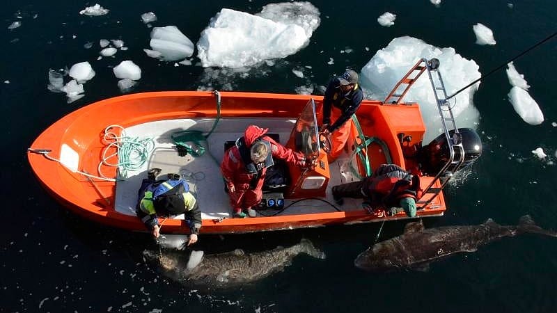 <div class="paragraphs"><p>Scientists during DNA sample taking process in the Arctic region. </p></div>