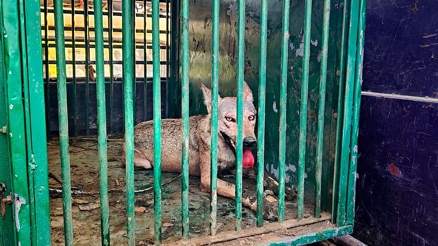 <div class="paragraphs"><p>Another wolf, part of a pack which has allegedly killed several people, after being captured by forest department personnel, in Bahraich district.</p></div>