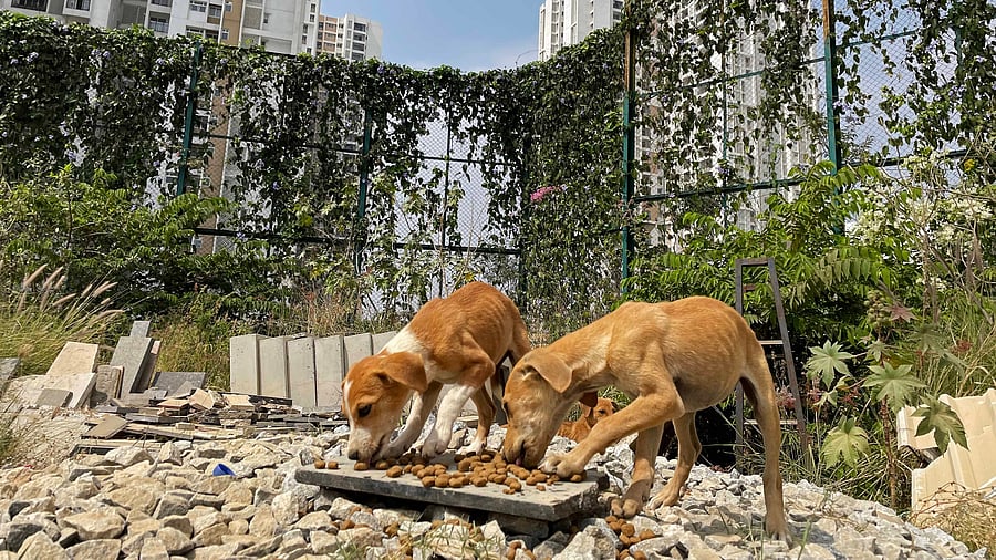 <div class="paragraphs"><p>The BBMP aims to create a harmonious ecosystem that ensures stray dogs receive at least one meal a day. </p></div>