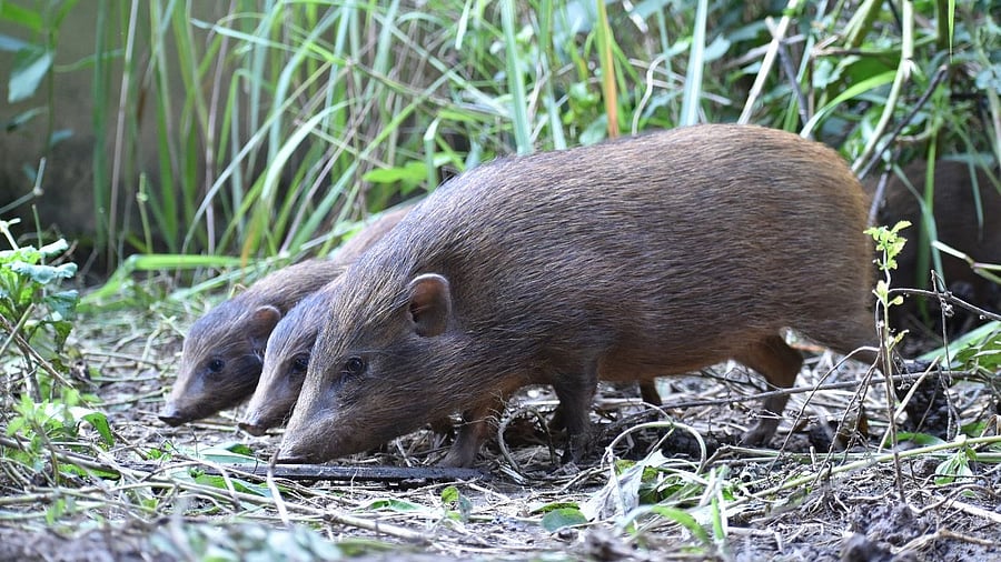 <div class="paragraphs"><p>Pygmy hogs</p></div>