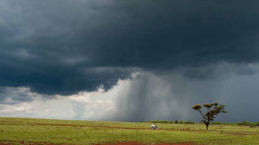 <div class="paragraphs"><p>A scenic view of the verdant grassland - the last standing eco-system around Bengaluru, at Hesaraghatta in Bengaluru. </p></div>