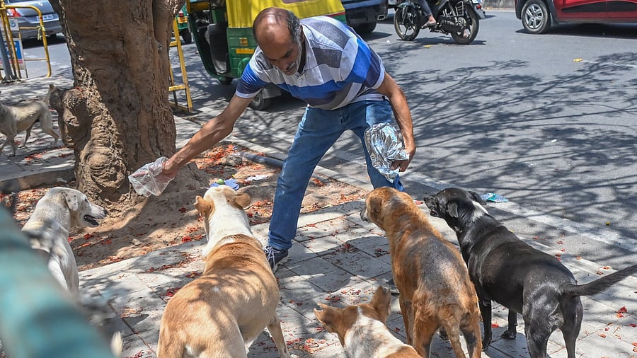 <div class="paragraphs"><p>BBMP will initiate a pilot feeding exercise, training Pourakarmikas in four wards to assist in feeding community dogs by coordinating with local restaurants. </p></div>