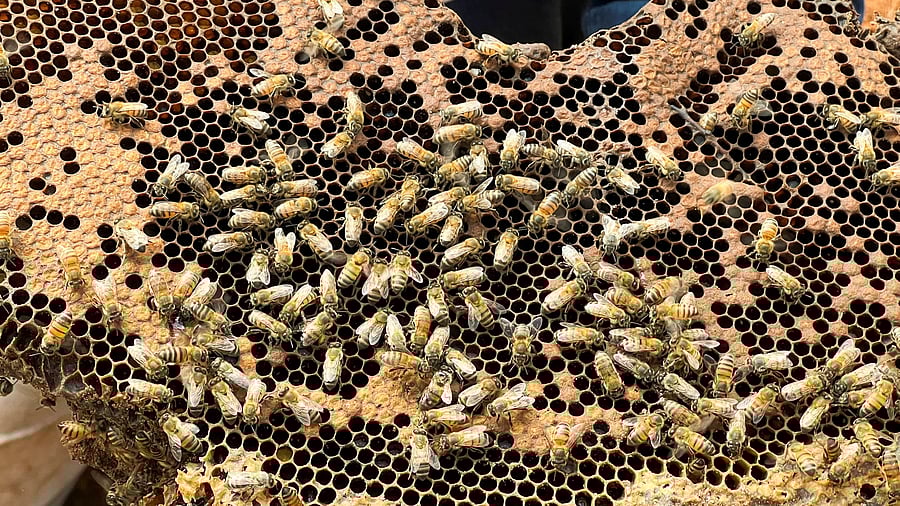 <div class="paragraphs"><p>A hive of wild bees. (Representative Image)</p></div>