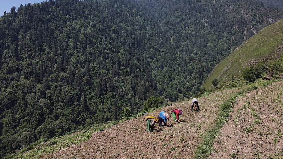<div class="paragraphs"><p>A drone view shows people farming in Almi, avillage in the northern state of Himachal Pradesh, India.</p></div>