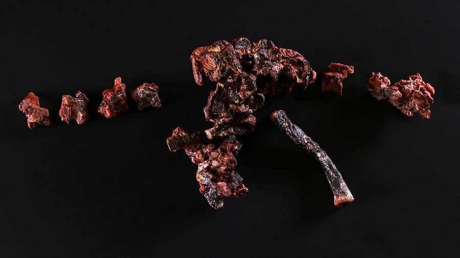 <div class="paragraphs"><p>Fossils called Gondwanax paraisensis, a species that lived 237 million years ago and was a precursor to dinosaurs, in the Cappa laboratory in Sao Joao do Polesine, Rio Grande do Sul state, </p></div>