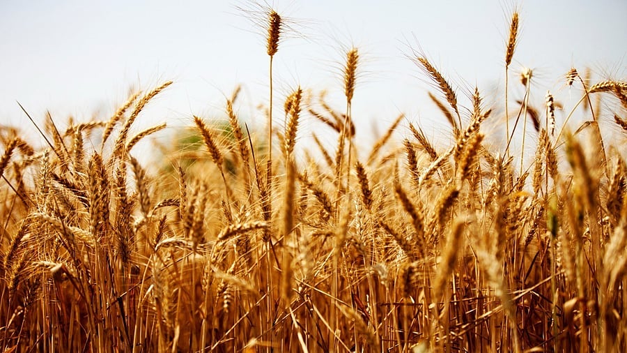 <div class="paragraphs"><p>File image of wheat crops.(Representative image)</p></div>