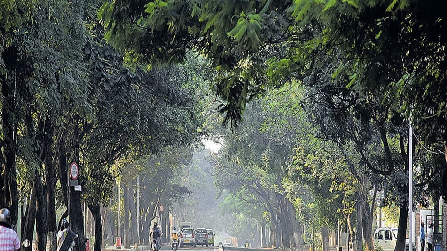 <div class="paragraphs"><p>Tree-lined street. Representative image.</p></div>