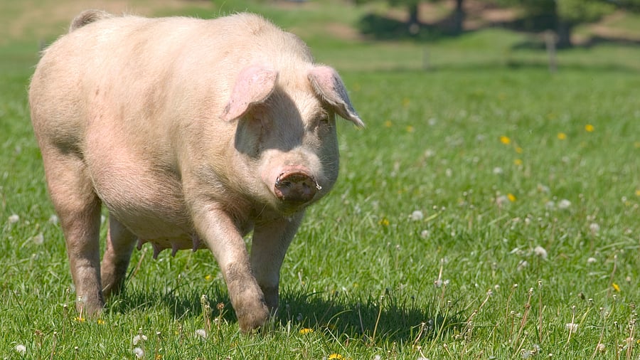 <div class="paragraphs"><p>Representative image showing a pig</p></div>