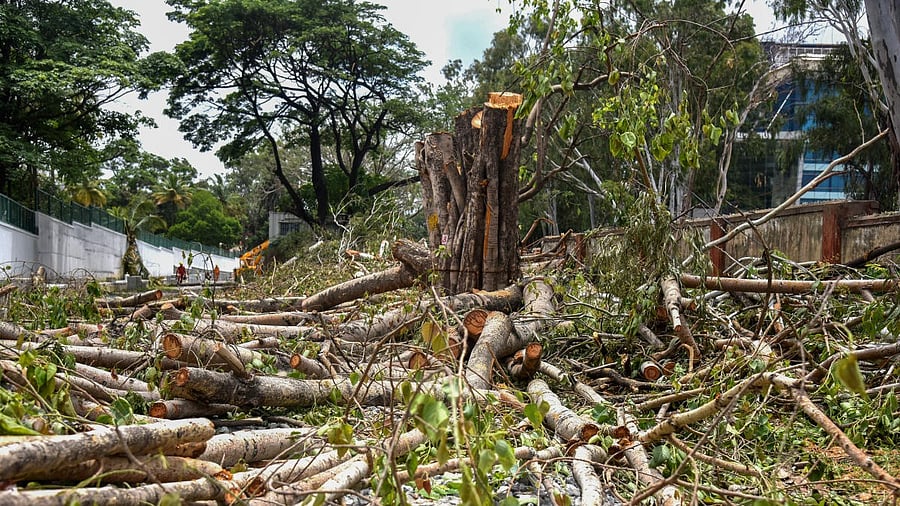 <div class="paragraphs"><p>Image for representation.</p></div>