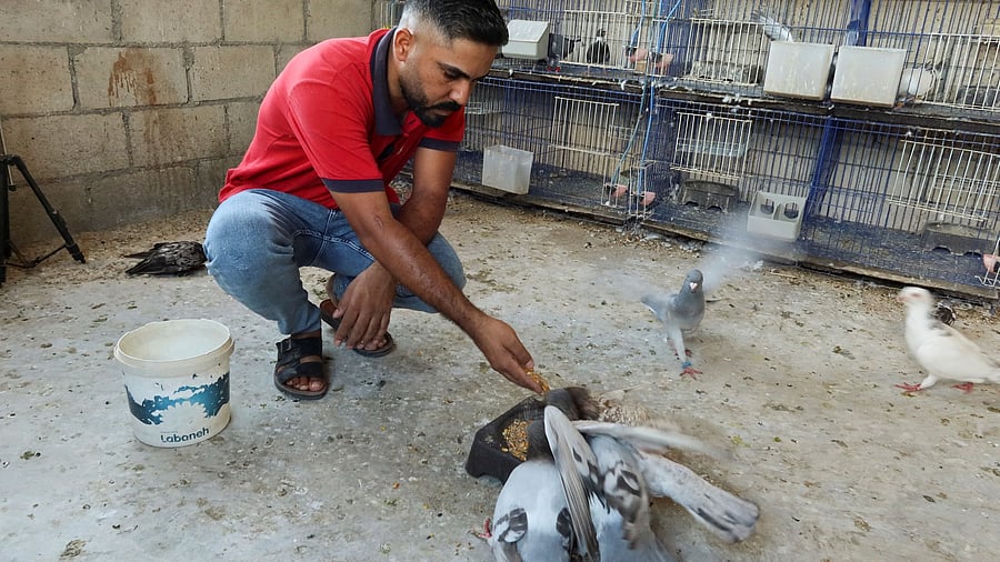 <div class="paragraphs"><p>Representative image for&nbsp;pigeon feeding.</p></div>