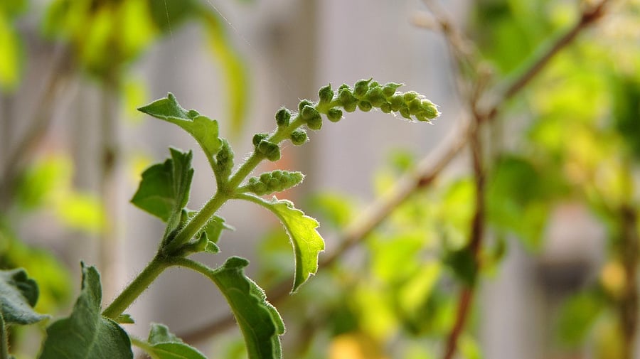 <div class="paragraphs"><p>Representative image of a Tulsi plant</p></div>