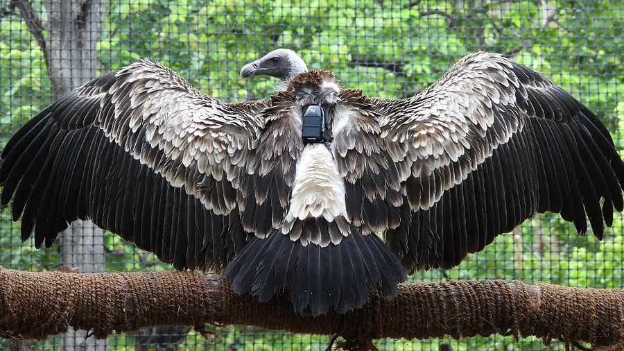 A file photo of a tagged long-billed vulture. Experts say the conservation world has started realising that there was an urgent need to study a whole gamut of species for better conservation of forest and grassland ecosystems.