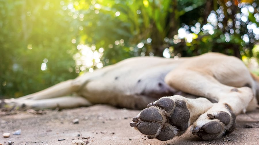 <div class="paragraphs"><p>Representative image showing a dog</p></div>
