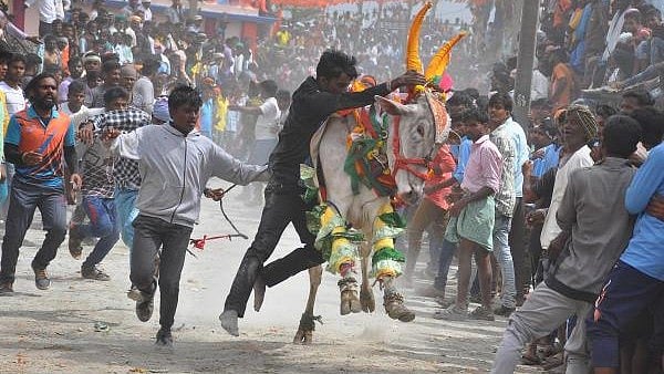 <div class="paragraphs"><p>People participating in 'Kobbari Hori Habba', a bull-taming contest.</p></div>