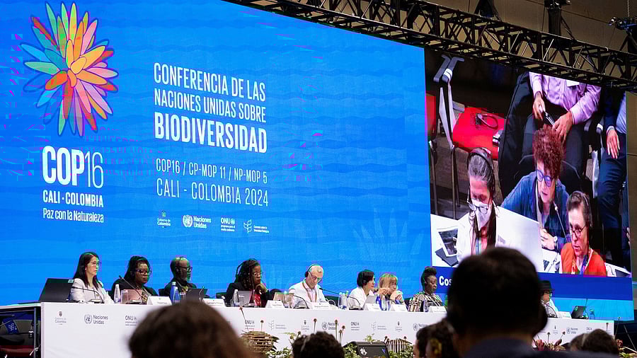 <div class="paragraphs"><p>United Nations COP16 nature summit in Cali</p></div>