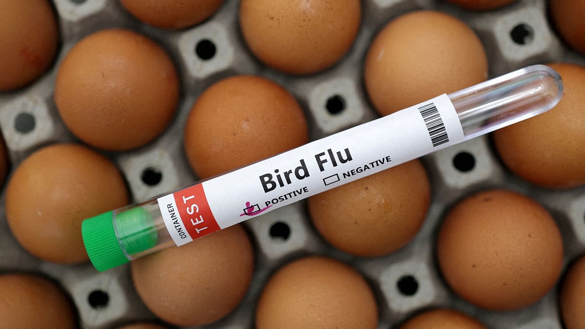 How to Test for Bird Flu 
