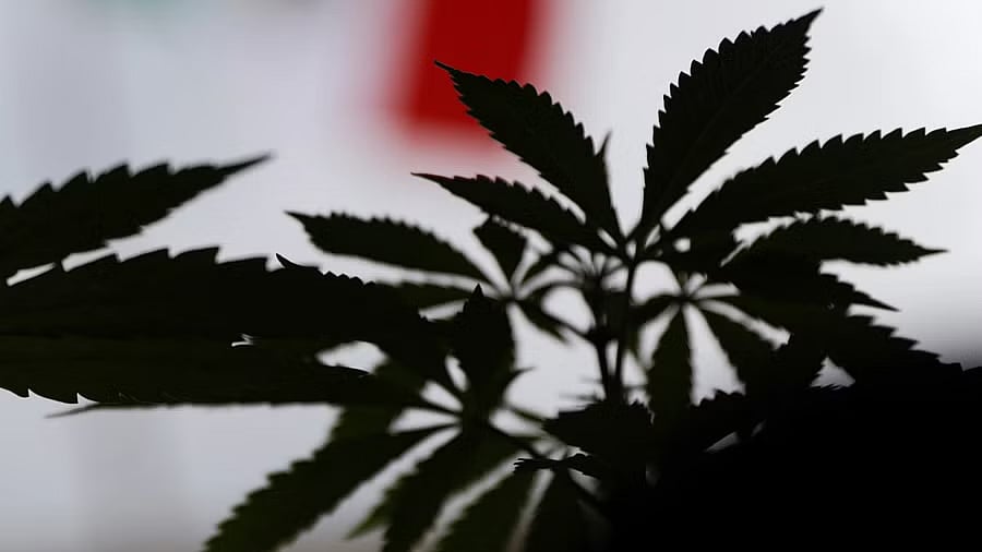 <div class="paragraphs"><p>Representative image of a cannabis plant. </p></div>