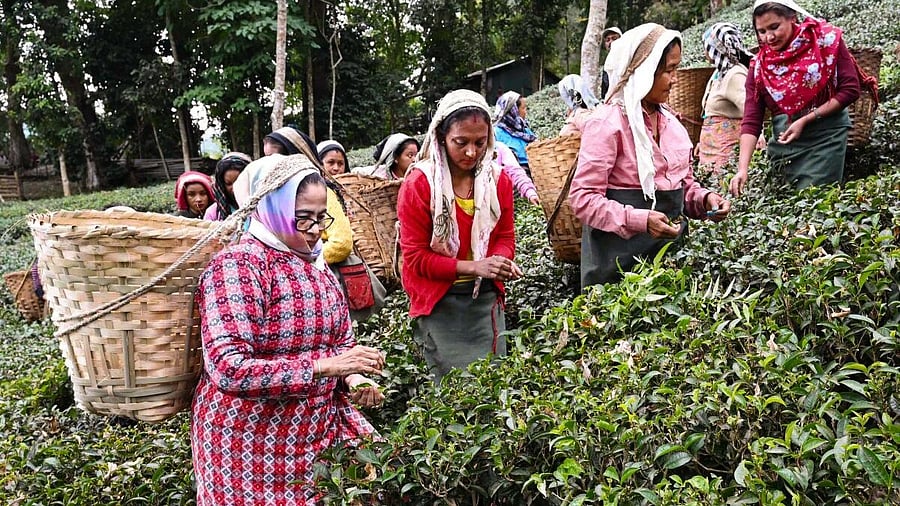 <div class="paragraphs"><p>A file image of Mamata Banerjee during her visit to the Makaibari Tea Estate at Kurseong in Darjeeling.&nbsp;</p></div>