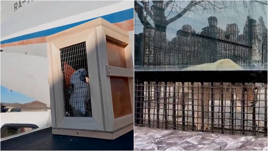 <div class="paragraphs"><p>Awhite cockatoo travelling in a crate(L) and an African lion</p></div>