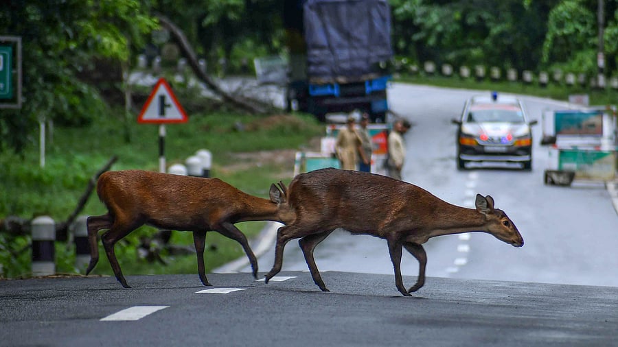 <div class="paragraphs"><p>Deer cross a National Highway near the flood-affected Kaziranga National Park, in Nagaon district.&nbsp;</p></div>