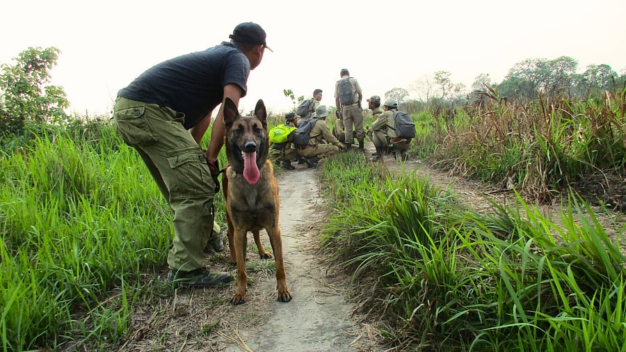 <div class="paragraphs"><p>K9 Belgian sniffer dog. </p></div>