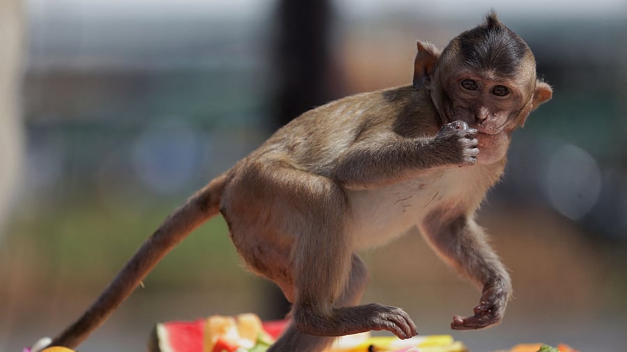 <div class="paragraphs"><p>A monkey eats fruit. Representational image.</p></div>