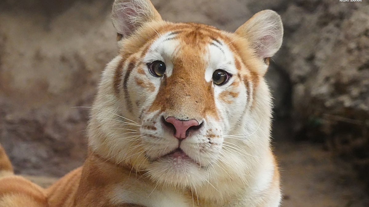 Adorable golden tiger at Thai zoo makes netizens go 'awww'