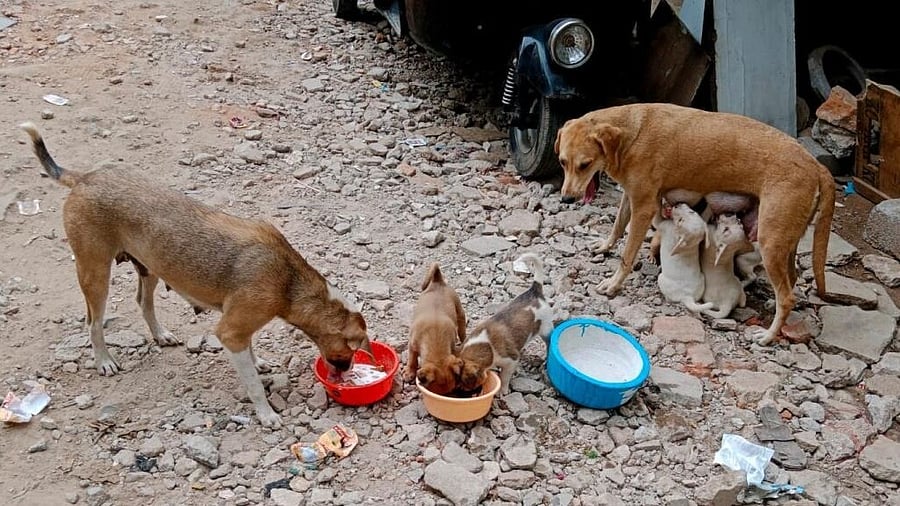 <div class="paragraphs"><p>Dogs fed by BBMP pourakarmikas.</p></div>