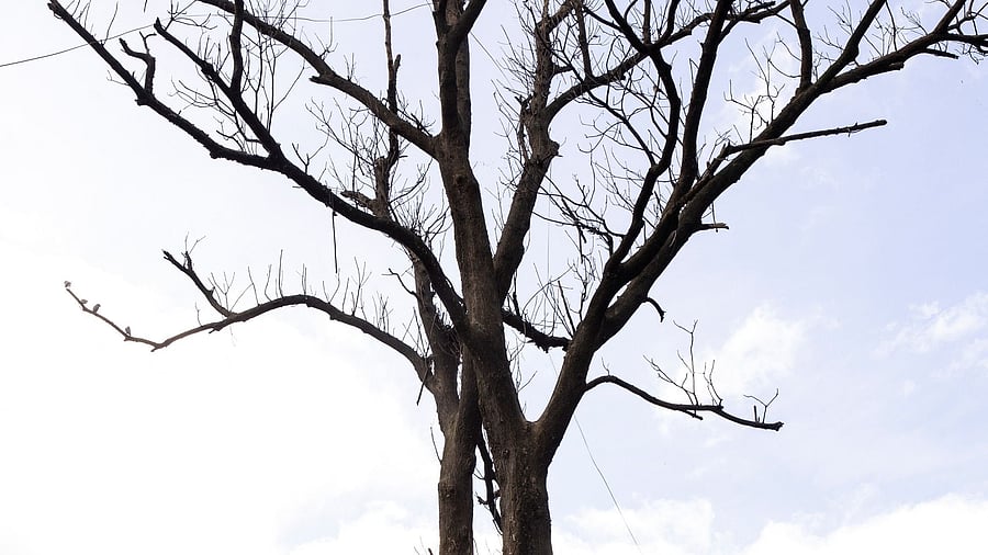 <div class="paragraphs"><p>Representative image showing a tree.</p></div>