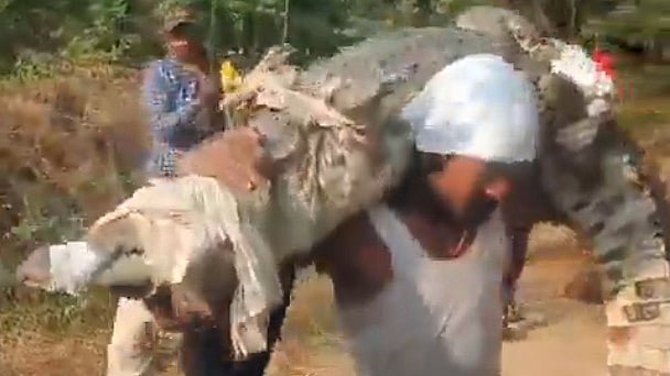<div class="paragraphs"><p>Screengrab of video showing the man carrying the 10-foot crocodile on his back</p></div>