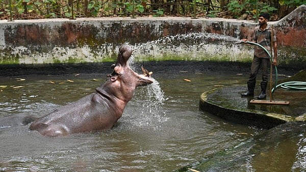<div class="paragraphs"><p>Hippopotamus at&nbsp;Pilikula Nisargadhama in Mangaluru</p></div>