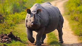 <div class="paragraphs"><p>The park had previously launched the rhino rehabilitation program with just five rhinos in RRA-1, which now houses 46 rhinos.</p></div>