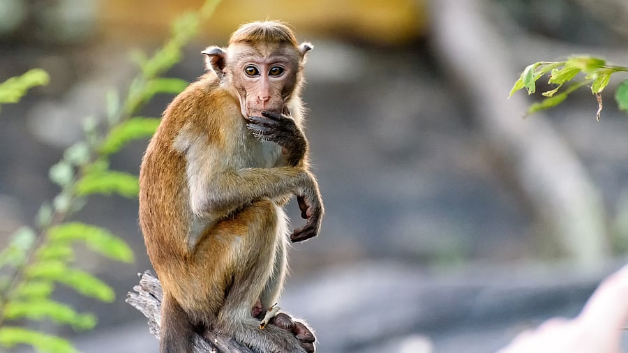 <div class="paragraphs"><p>A macaque monkey. Image for representational purposes.</p></div>