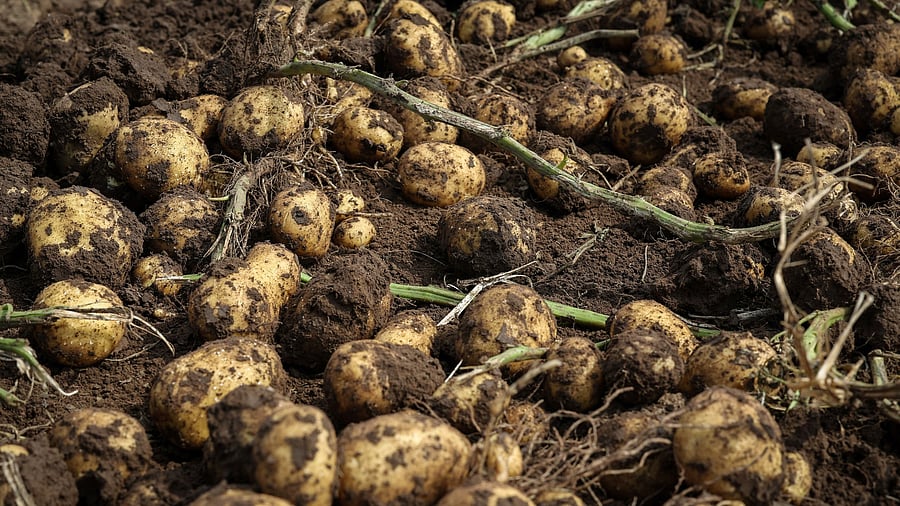 <div class="paragraphs"><p>Representative image of potato</p></div>