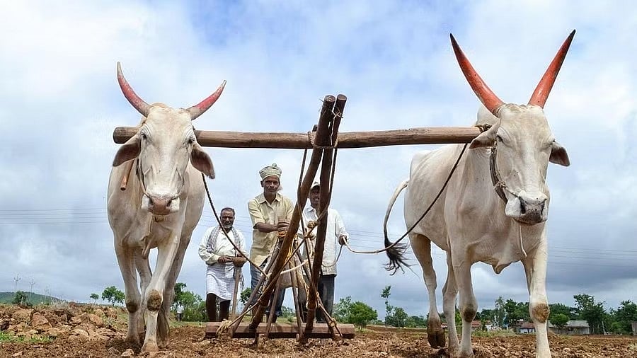 India-US Trade Pact: Analyzing the Impact on Millions of Farmers